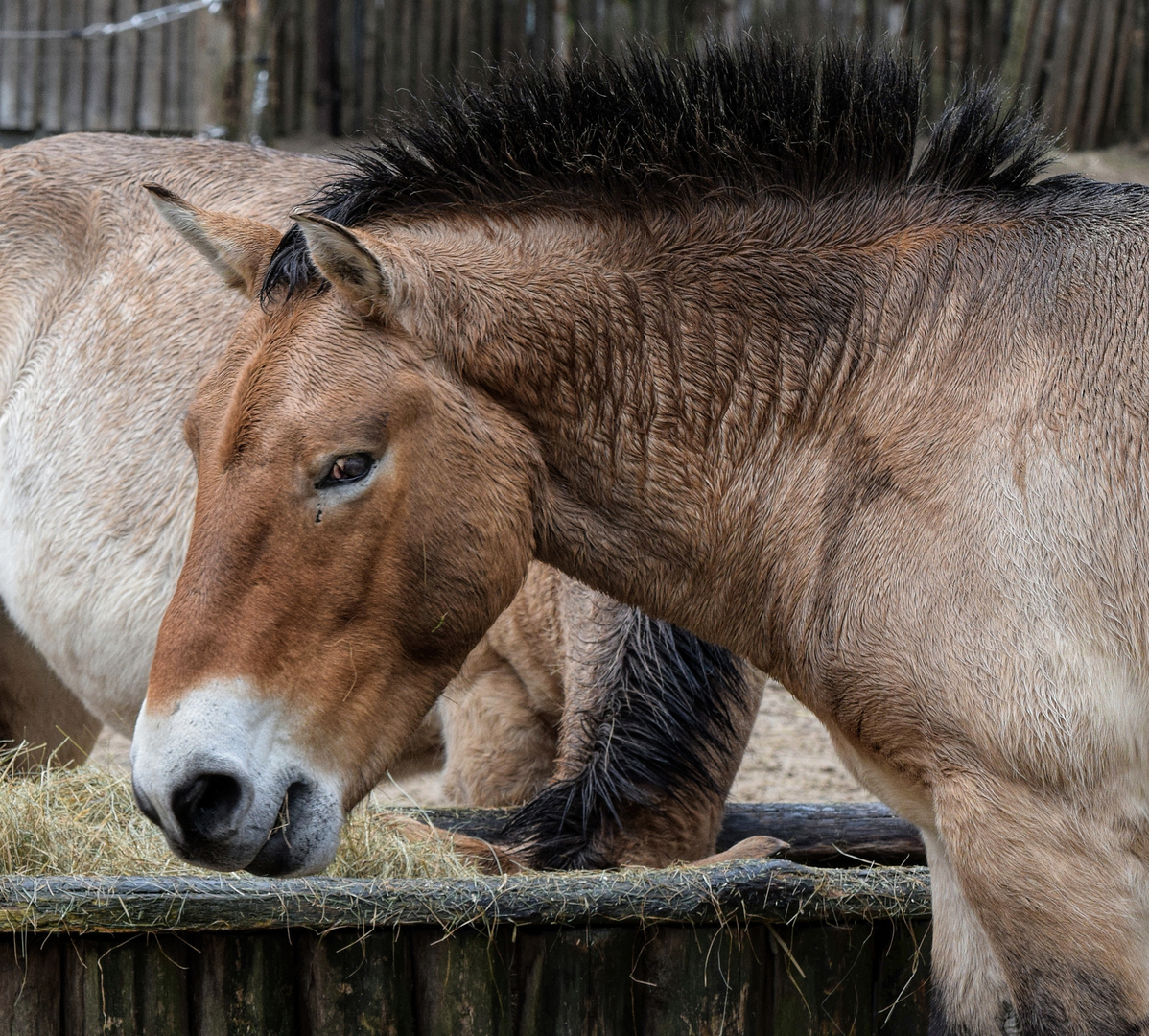 Przewalski-Pferd