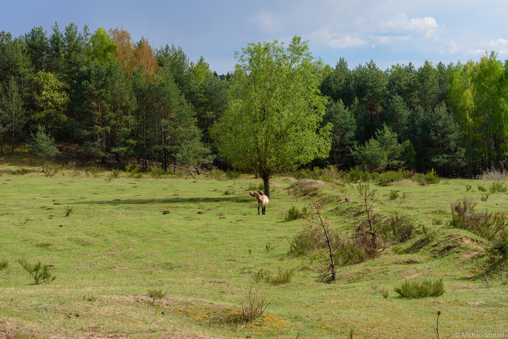 Przewalski Pferd bei Erlangen Tennenlohe