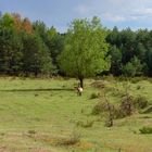 Przewalski Pferd bei Erlangen Tennenlohe