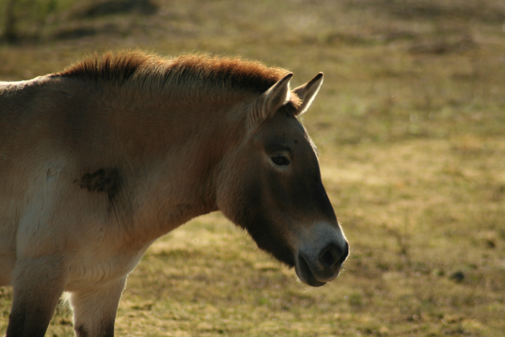 Przewalski Pferd