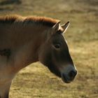 Przewalski Pferd