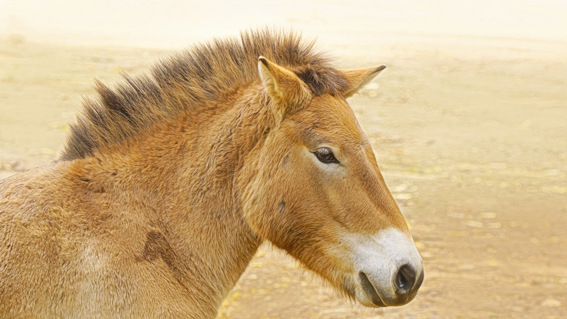 Przewalski-Pferd