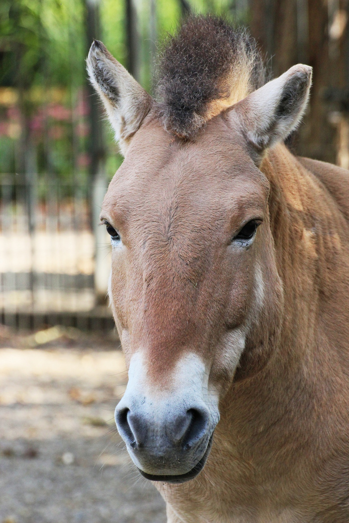 Przewalski-Pferd