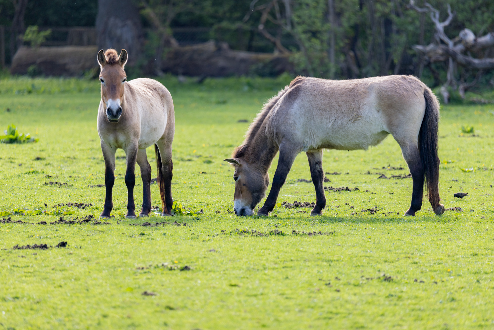 Przewalski-Pferd