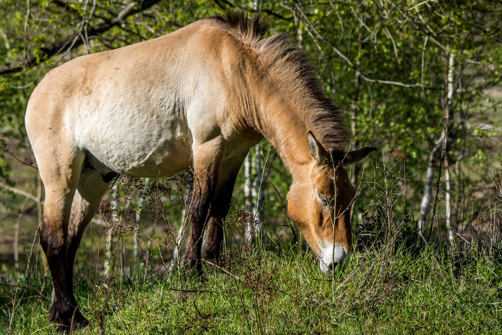 Przewalski-Pferd 