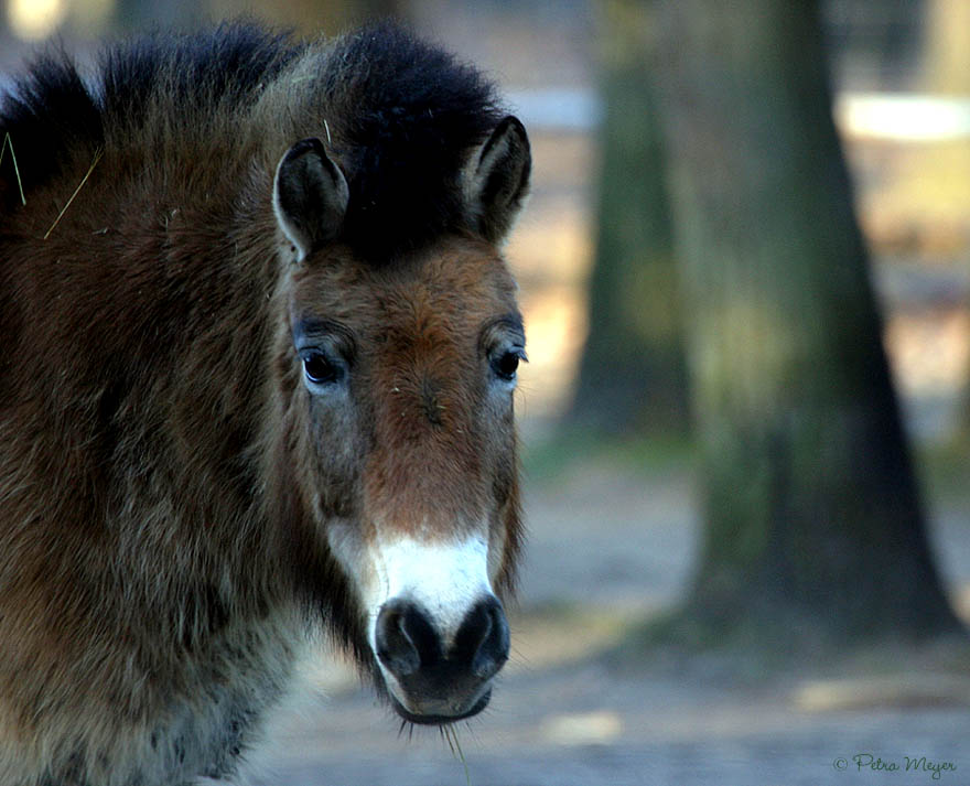 Przewalski Pferd - ein lebendes Fossil