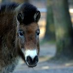 Przewalski Pferd - ein lebendes Fossil