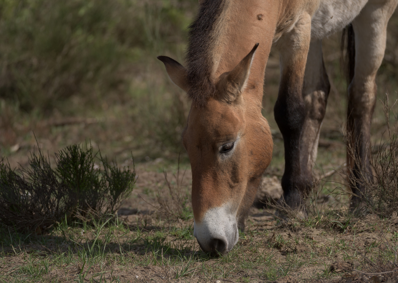 Przewalski-Pferd (Equus ferus przewalskii)