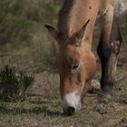 Przewalski-Pferd (Equus ferus przewalskii)