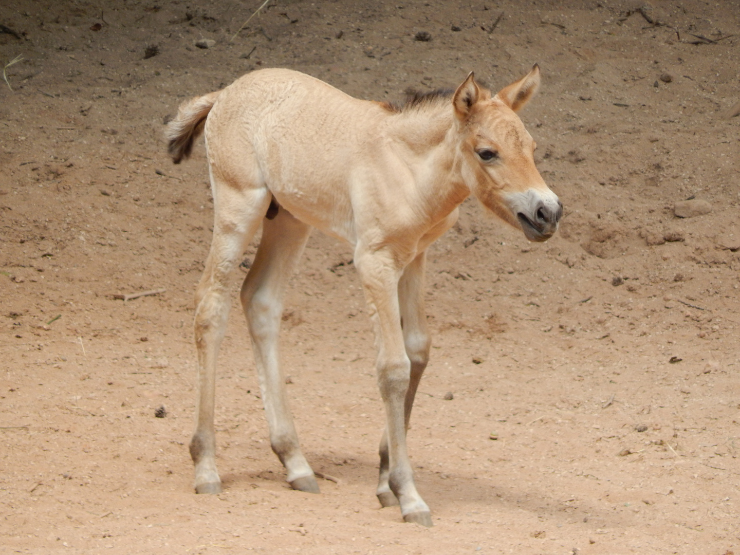 Przewalski Pferd Fohlen