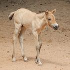 Przewalski Pferd Fohlen