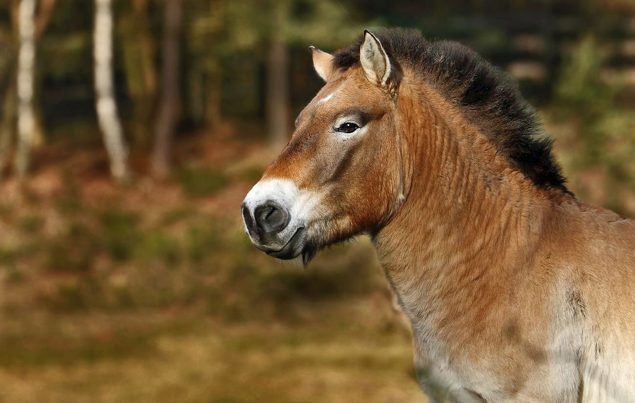 Przewalski Pferd für die Auswilderung