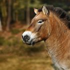 Przewalski Pferd für die Auswilderung