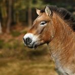 Przewalski Pferd für die Auswilderung