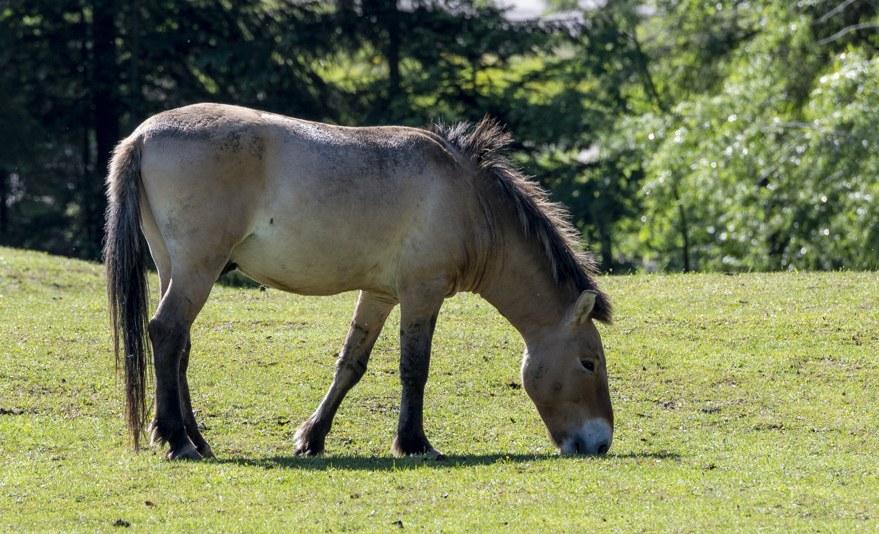 Przewalski-Pferd - gesehen im Cumberland Wildpark Grünau im Almtal