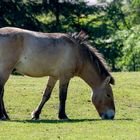 Przewalski-Pferd - gesehen im Cumberland Wildpark Grünau im Almtal