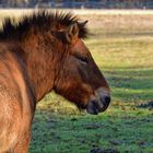 Przewalski-Pferd in der Königsbrunner Heide