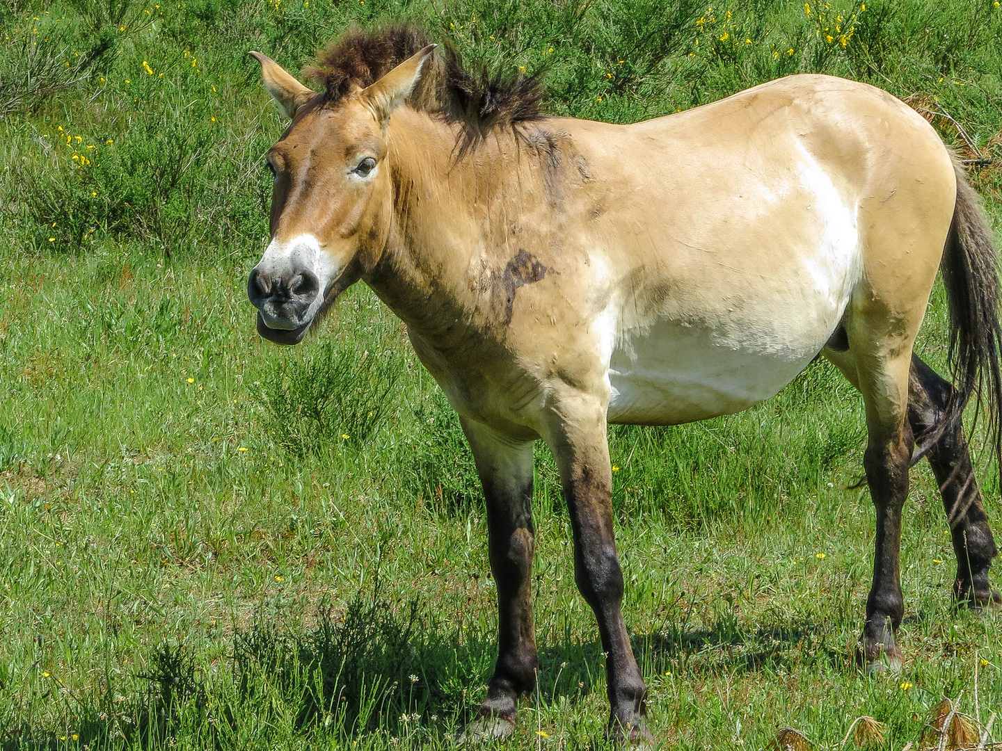 Przewalski Pferd in freier Natur