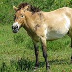 Przewalski Pferd in freier Natur