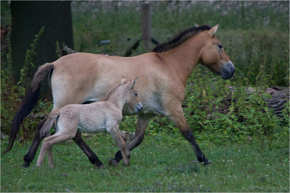 Przewalski-Pferd mit Fohlen