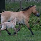 Przewalski-Pferd mit Fohlen