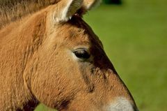 Przewalski-Pferd - Tierpark Sababurg