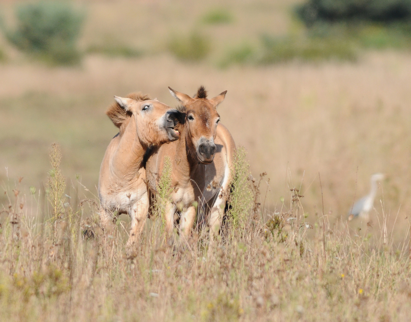 Przewalski Pferde,