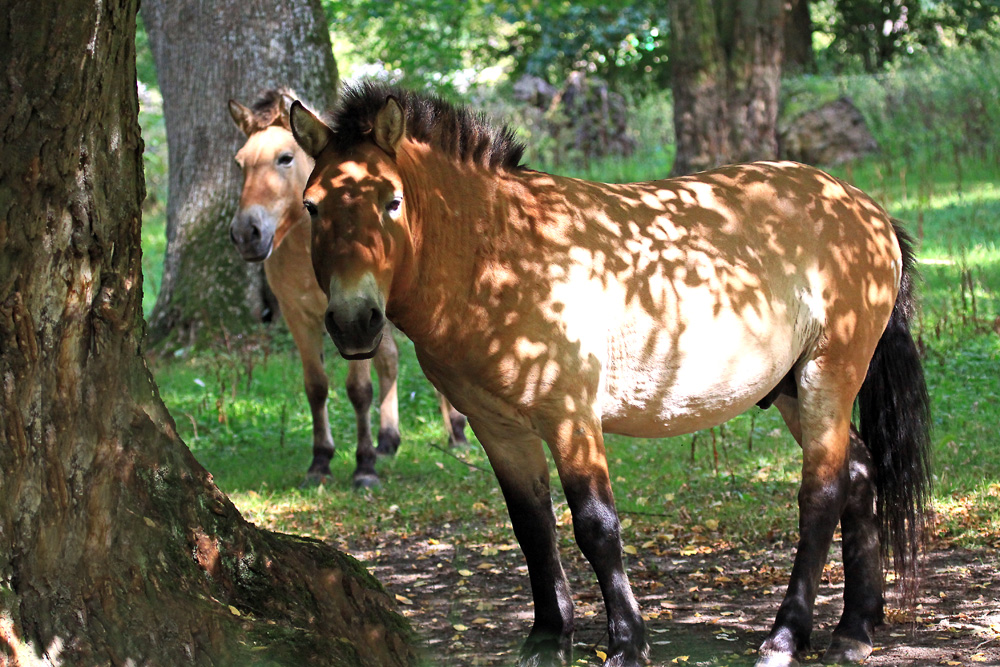 Przewalski-Pferde.....