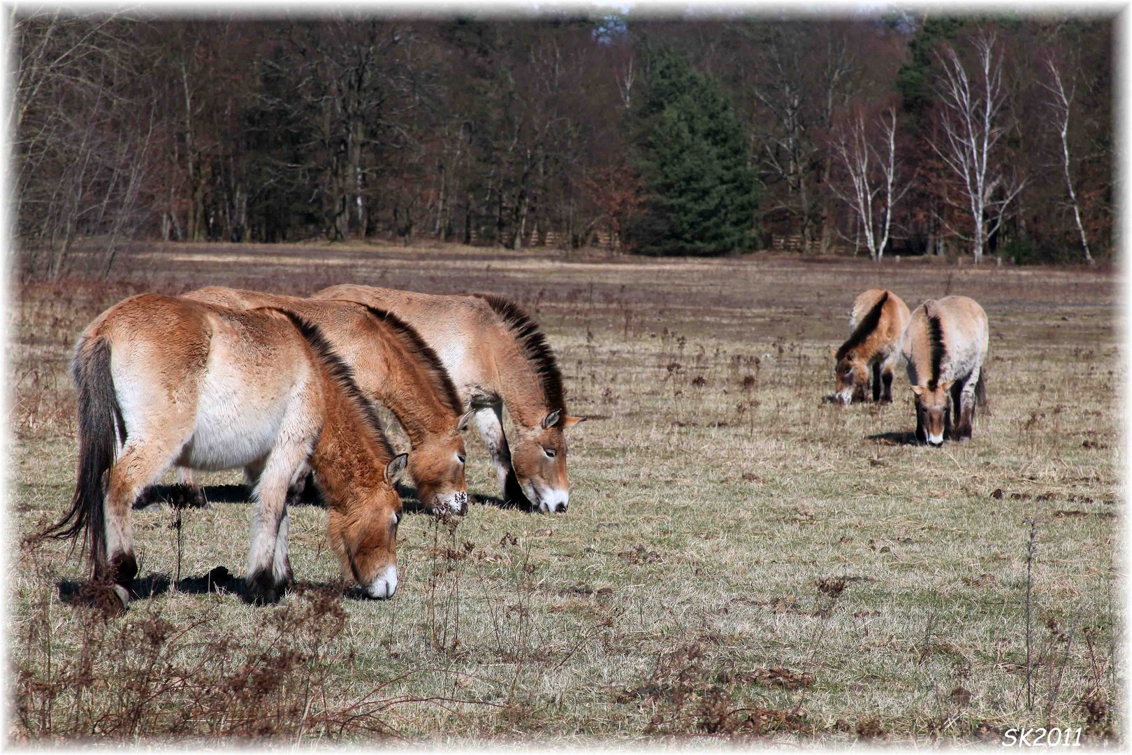 Przewalski Pferde