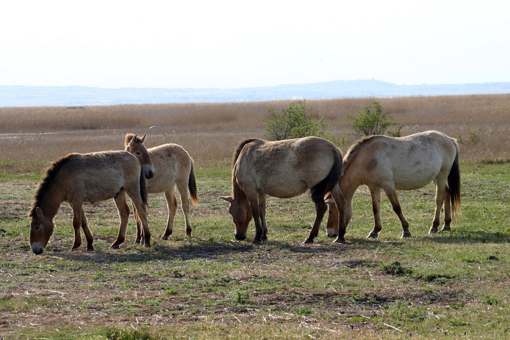 Przewalski- Pferde...