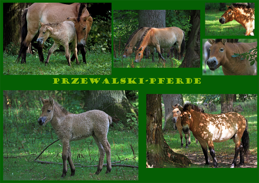 Przewalski-Pferde