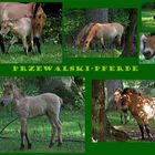 Przewalski-Pferde