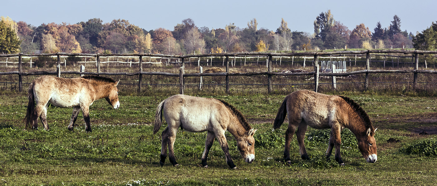 PRZEWALSKI-PFERDE