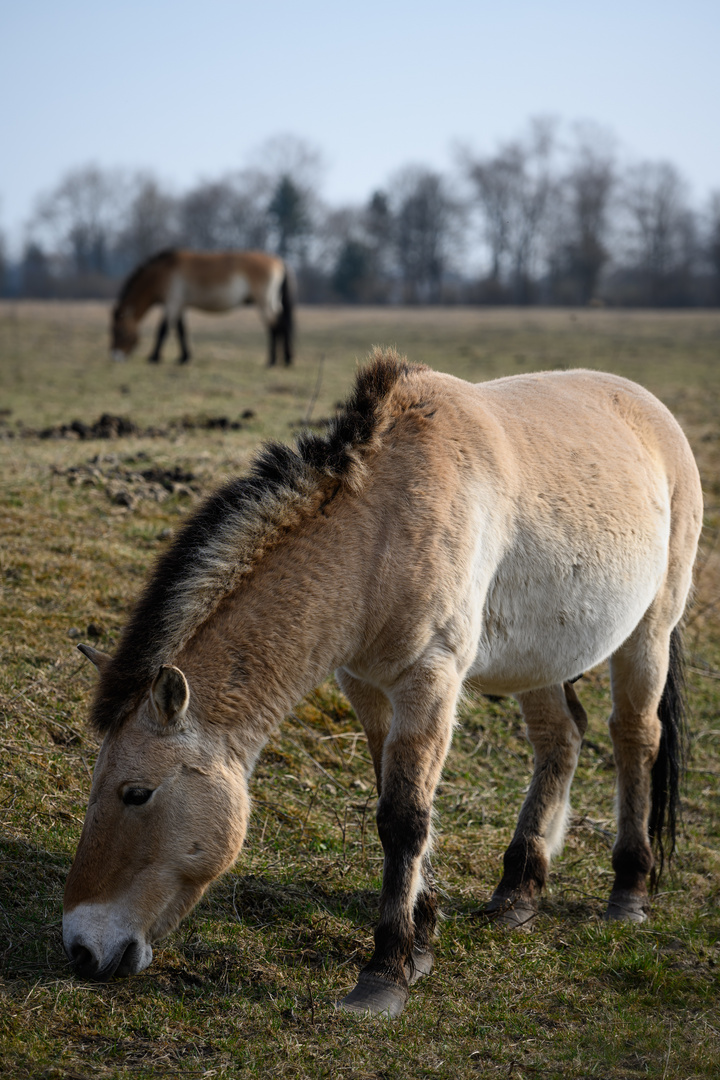 Przewalski Pferde