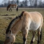 Przewalski Pferde