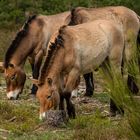 Przewalski Pferde