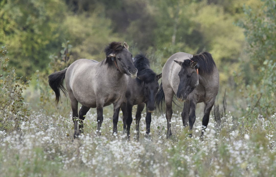 Przewalski Pferde auf der Rheininsel bei Kembs (Petite Camargue)