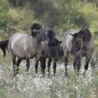 Przewalski Pferde auf der Rheininsel bei Kembs (Petite Camargue)