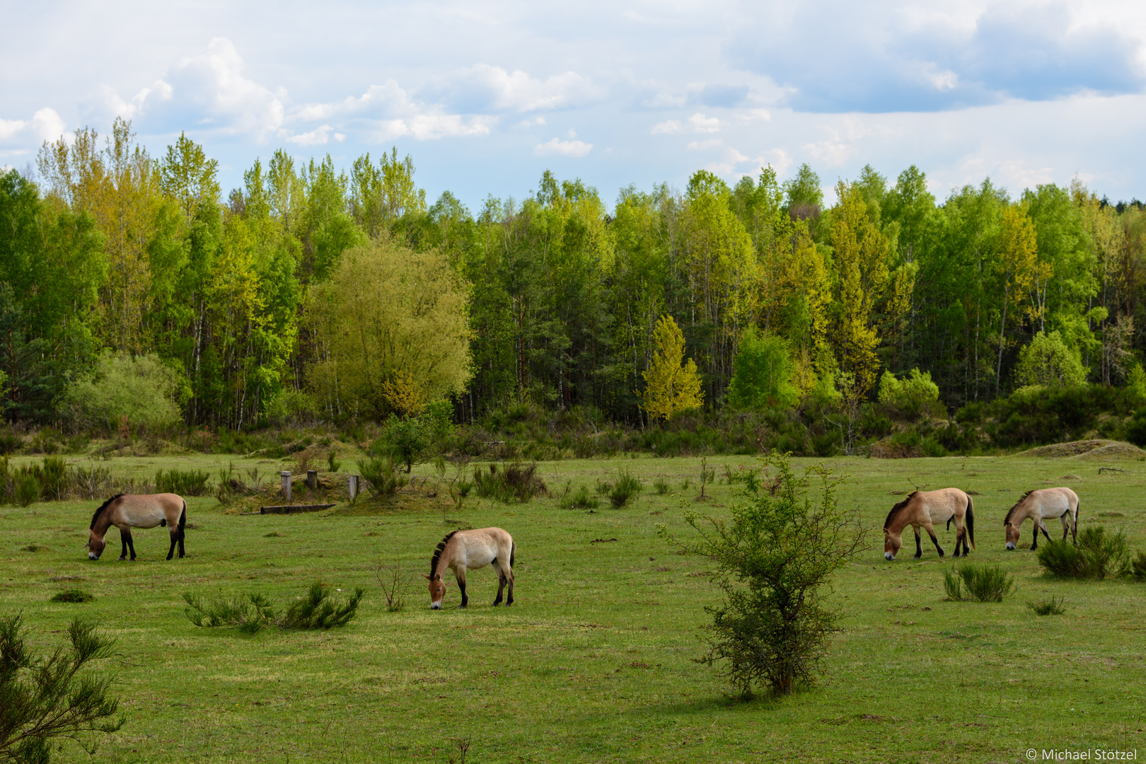 Przewalski Pferde bei Erlangen Tennenlohe