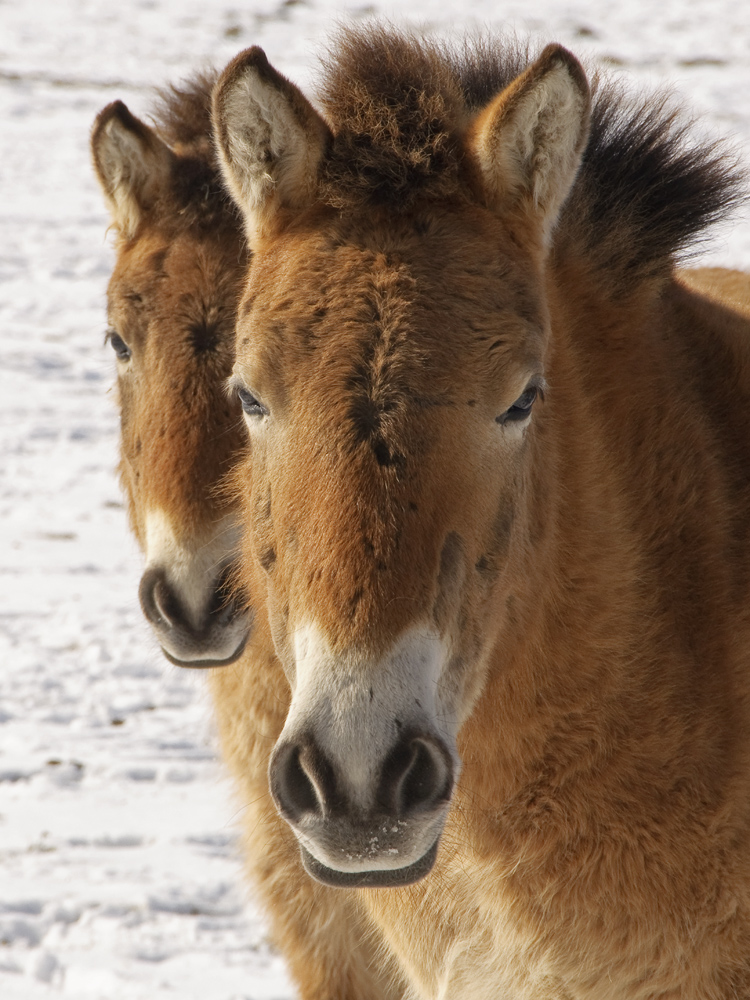 Przewalski-Pferde