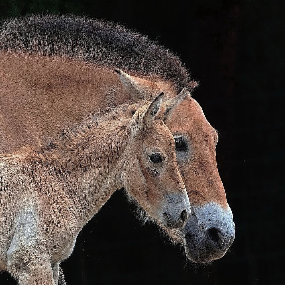 Przewalski-Pferde Foto & Bild | natur, köln, zoo Bilder auf fotocommunity