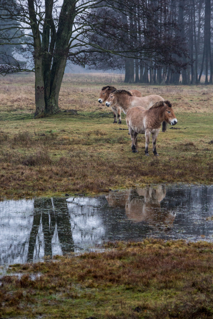 Przewalski Pferde