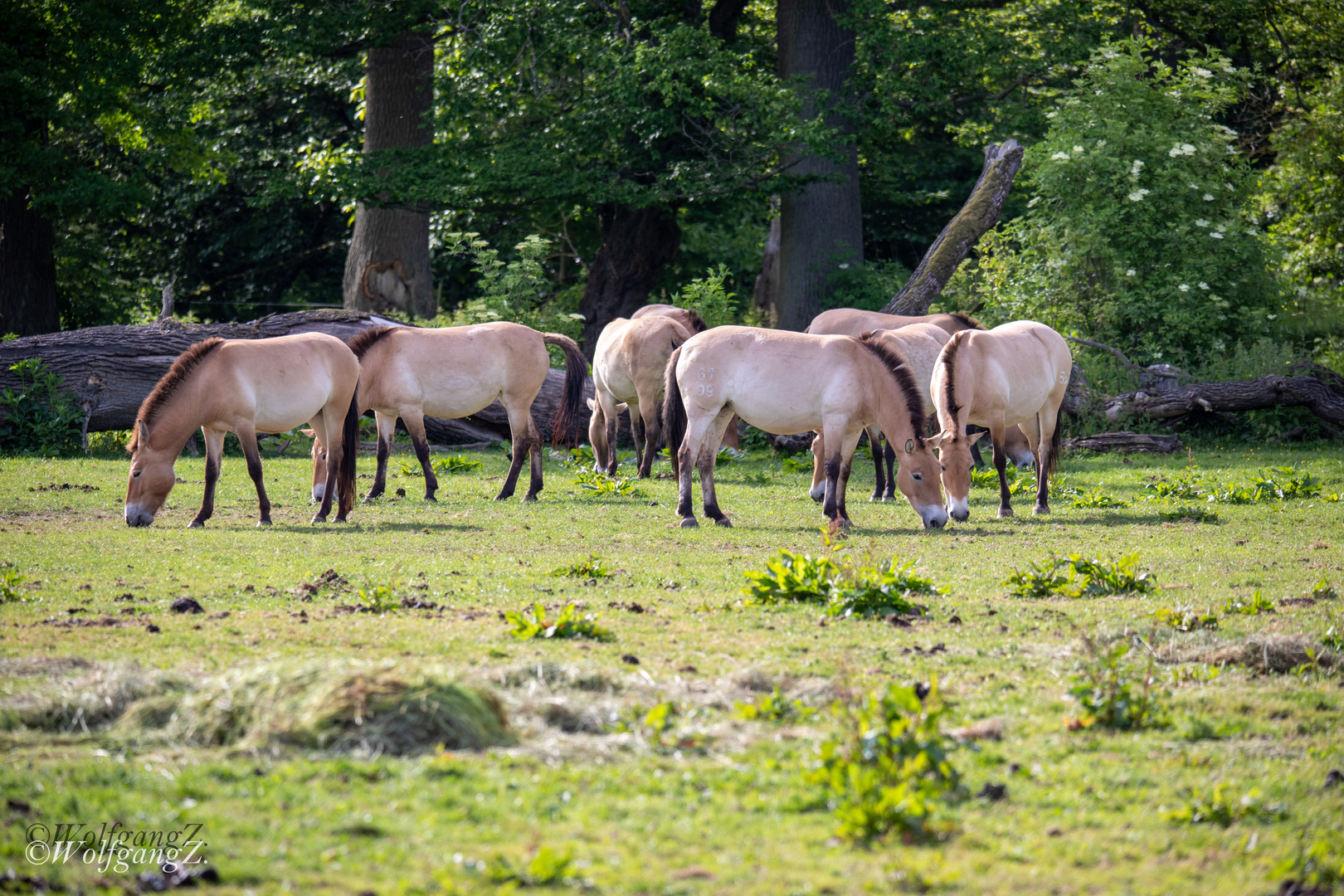 Przewalski-Pferde