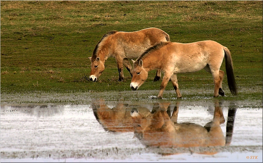 Przewalski-Pferde