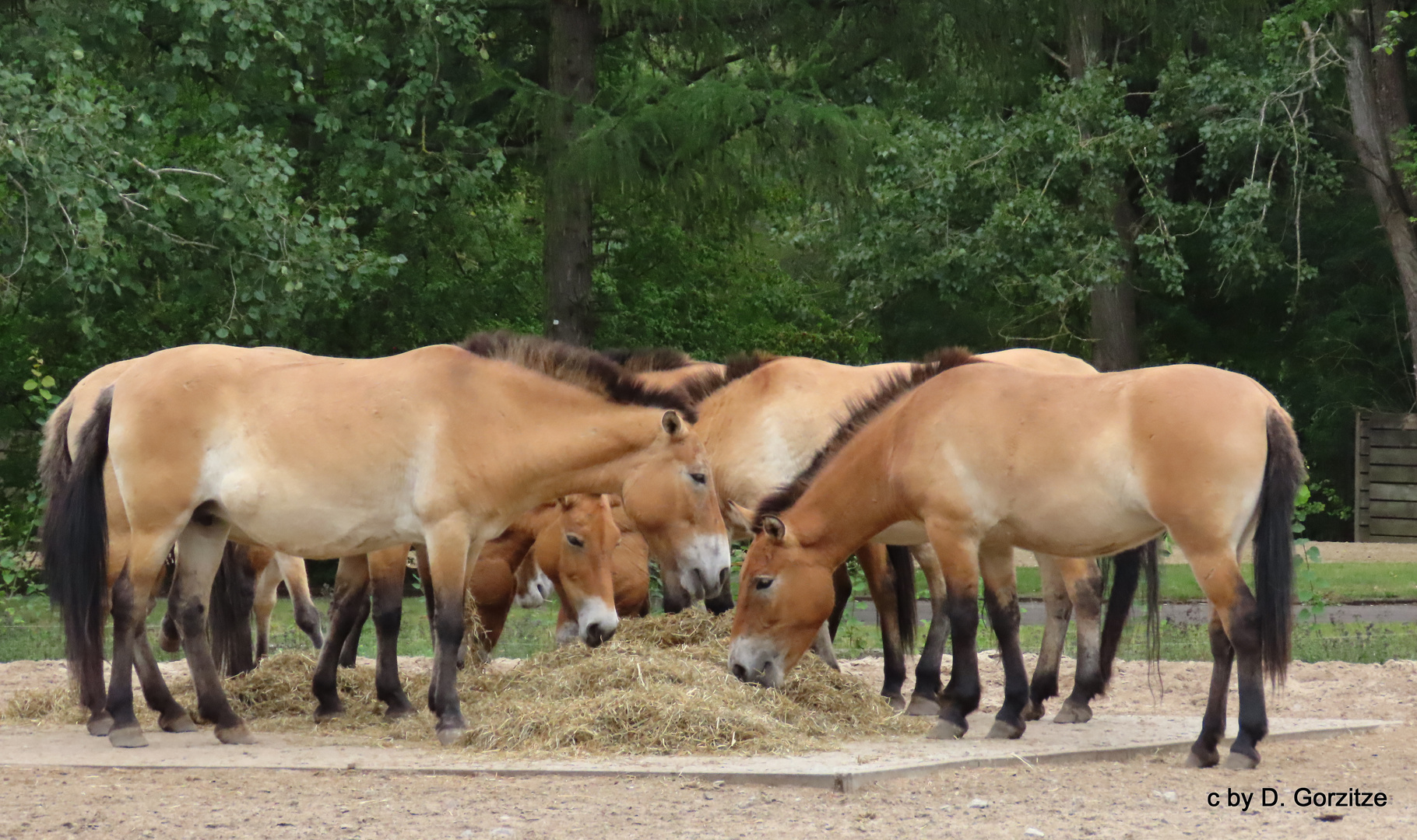 Przewalski-Pferde im Tierpark Berlin !