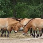 Przewalski-Pferde im Tierpark Berlin !
