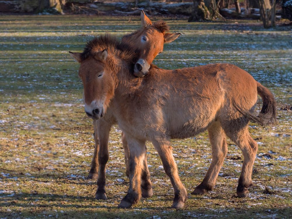 Przewalski Pferde im Wisentgehege