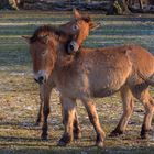 Przewalski Pferde im Wisentgehege