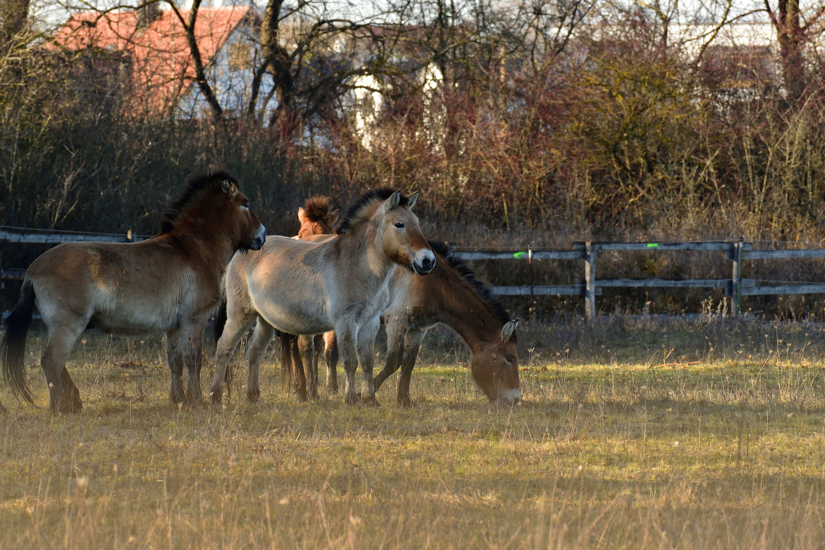 Przewalski-Pferde in der Königsbrunner Heide