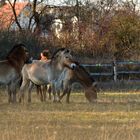 Przewalski-Pferde in der Königsbrunner Heide